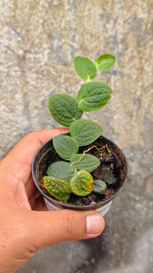 Vivarium Piper Clypeatum, real gallery image #3 plants. Picture taken directly from kaktus.id community Vivarium farmer green houses.