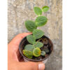Vivarium Piper Clypeatum, real feature image plant. Picture taken directly from kaktus.id community Vivarium farmer green houses.
