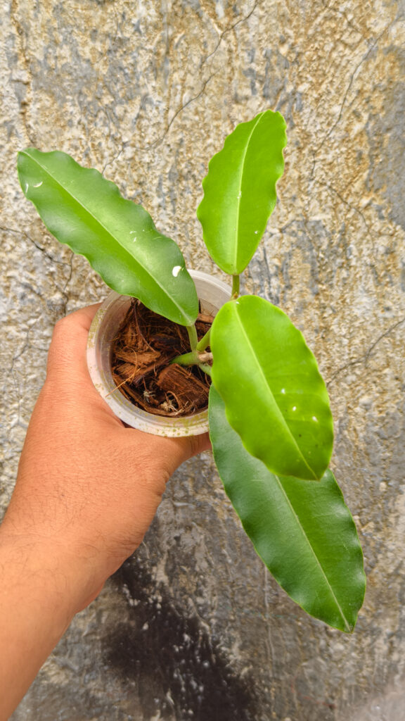 kaktus.id