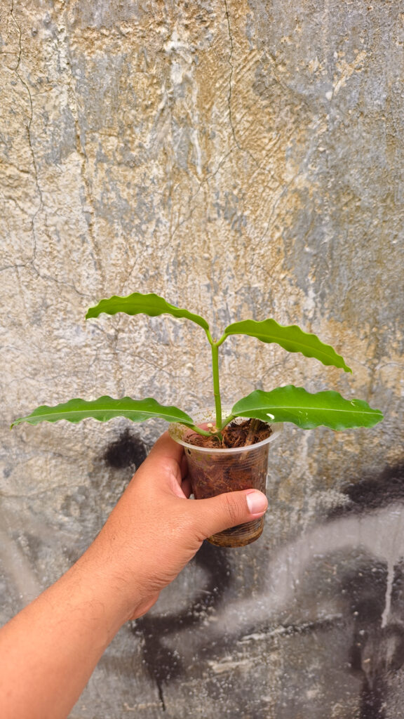 kaktus.id