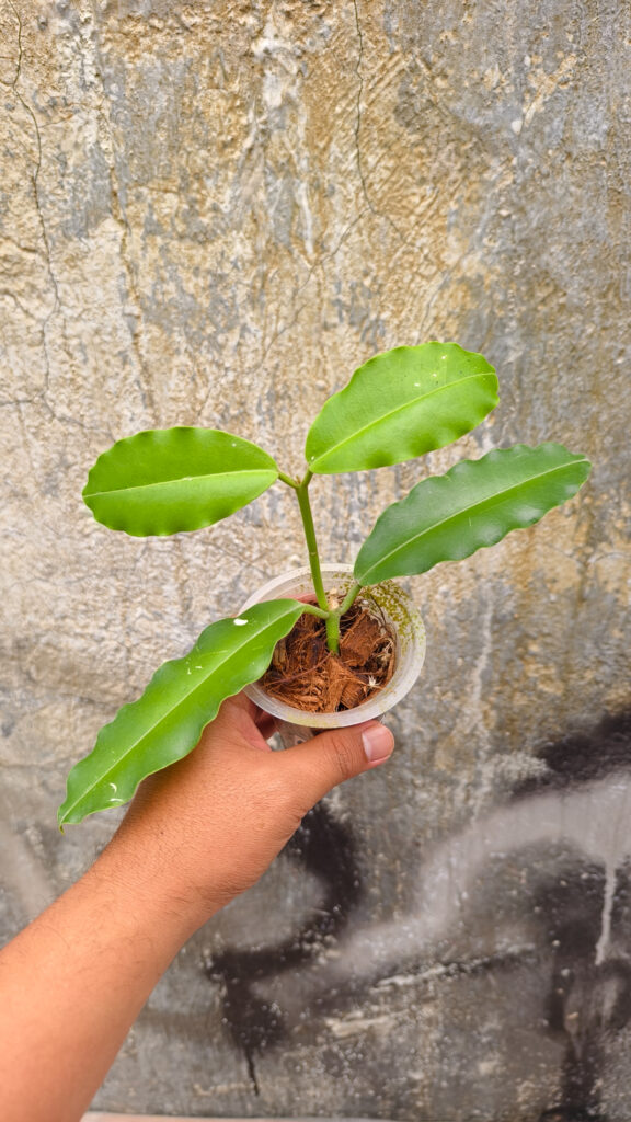 kaktus.id