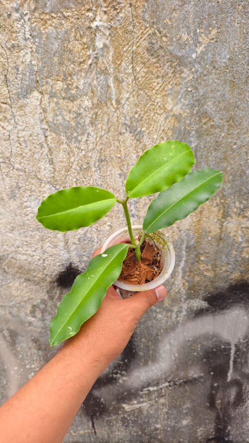 Hoya Java Imperialis, real gallery image #2 plants. Picture taken directly from kaktus.id community Hoya farmer green houses.
