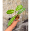 Hoya Java Imperialis, real feature image plant. Picture taken directly from kaktus.id community Hoya farmer green houses.