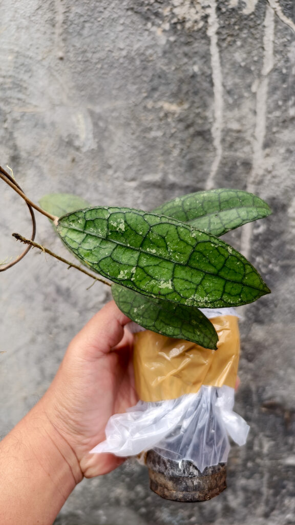 kaktus.id