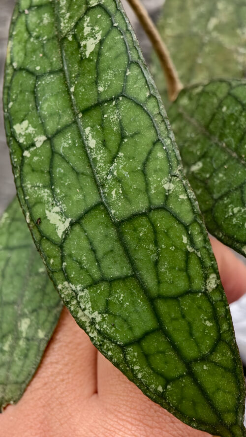 Hoya Clemensorium, real gallery image #1 plants. Picture taken directly from kaktus.id community Hoya farmer green houses.