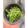Hoya Peltata, real feature image plant. Picture taken directly from kaktus.id community Hoya farmer green houses.