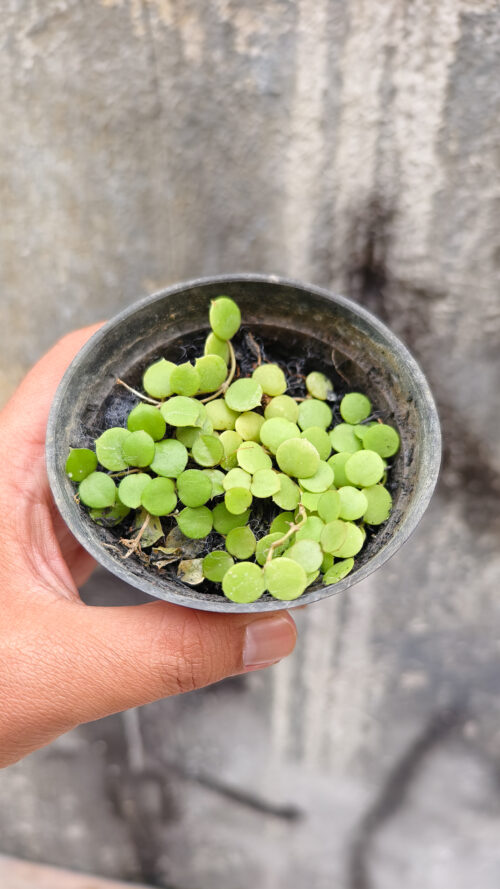 Hoya Peltata, real gallery image #2 plants. Picture taken directly from kaktus.id community Hoya farmer green houses.