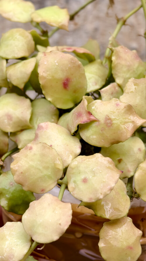 Hoya Endauensis, real gallery image #5 plants. Picture taken directly from kaktus.id community Hoya farmer green houses.