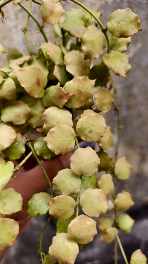 Hoya Endauensis, real gallery image #1 plants. Picture taken directly from kaktus.id community Hoya farmer green houses.