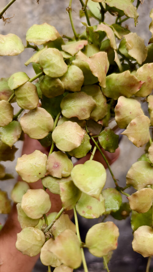 Hoya Endauensis, real gallery image #3 plants. Picture taken directly from kaktus.id community Hoya farmer green houses.