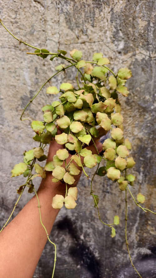 Hoya Endauensis, real gallery image #4 plants. Picture taken directly from kaktus.id community Hoya farmer green houses.
