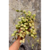 Hoya Endauensis, real feature image plant. Picture taken directly from kaktus.id community Hoya farmer green houses.