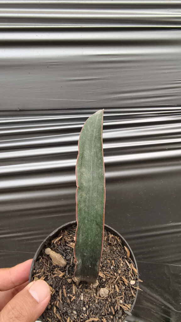 kaktus.id