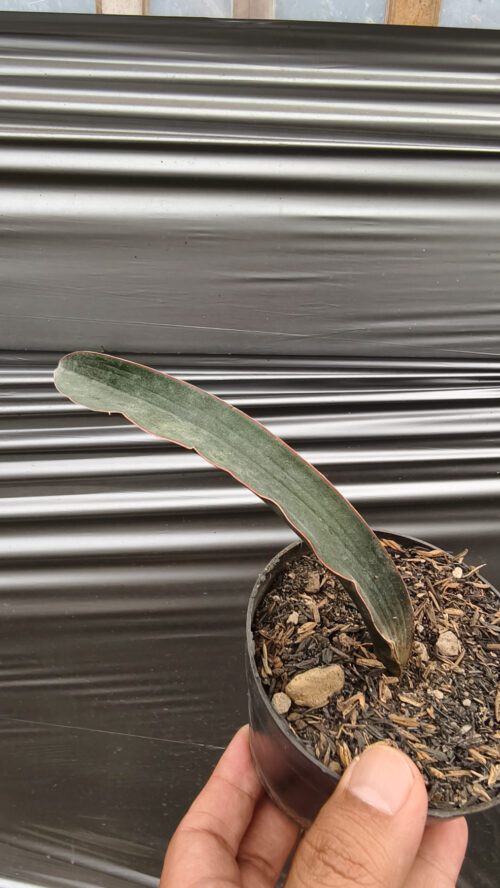 Sansevieria Aff Scimi Black, real gallery image #4 plants. Picture taken directly from kaktus.id community Sansevieria farmer green houses.