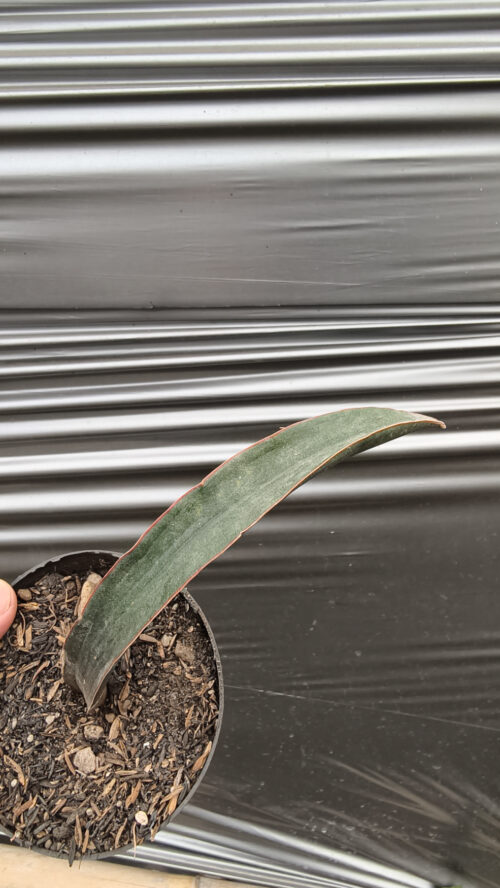 Sansevieria Aff Scimi Black, real gallery image #5 plants. Picture taken directly from kaktus.id community Sansevieria farmer green houses.