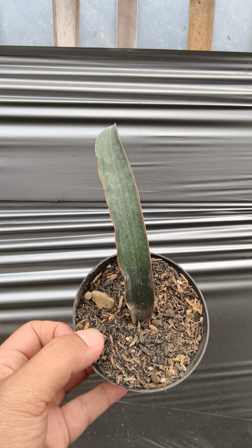 Sansevieria Aff Scimi Black, real gallery image #1 plants. Picture taken directly from kaktus.id community Sansevieria farmer green houses.