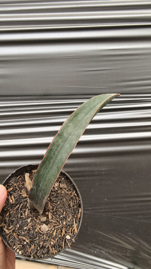 Sansevieria Aff Scimi Black, real gallery image #6 plants. Picture taken directly from kaktus.id community Sansevieria farmer green houses.