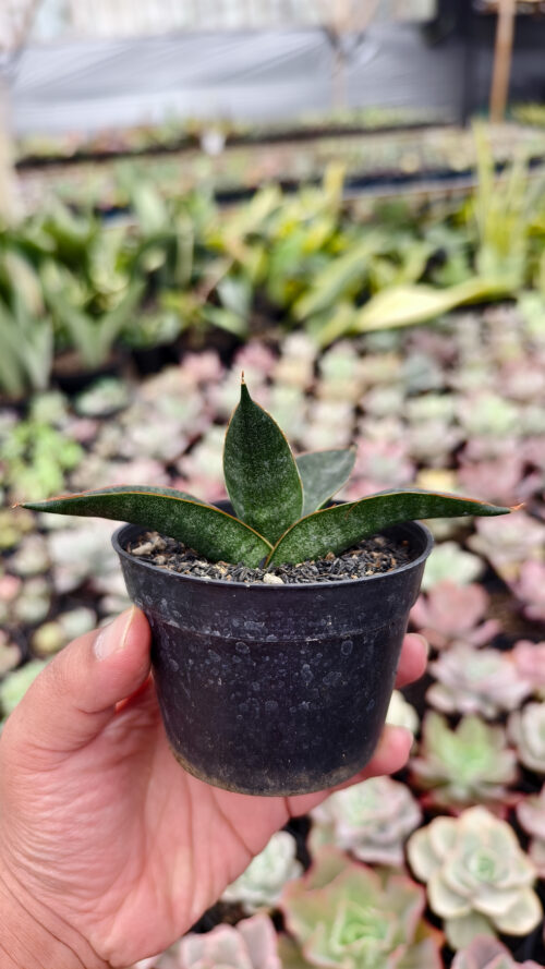 Sansevieria Zombie, real gallery image #2 plants. Picture taken directly from kaktus.id community Sansevieria farmer green houses.