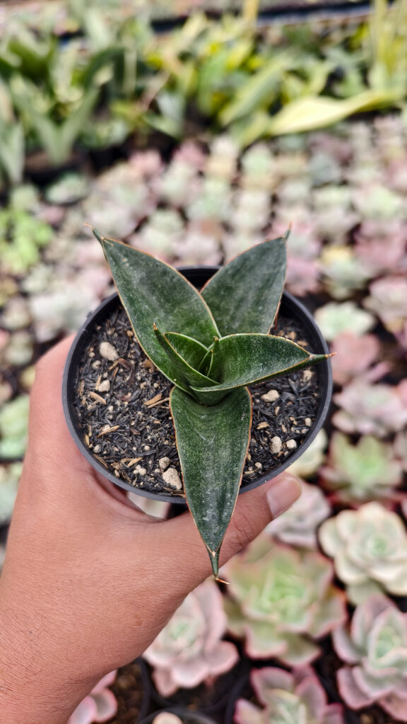 kaktus.id