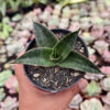 Sansevieria Zombie, real feature image plant. Picture taken directly from kaktus.id community Sansevieria farmer green houses.
