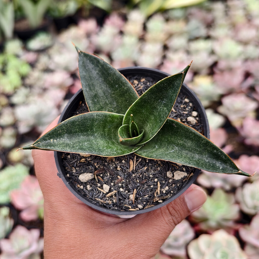 kaktus.id