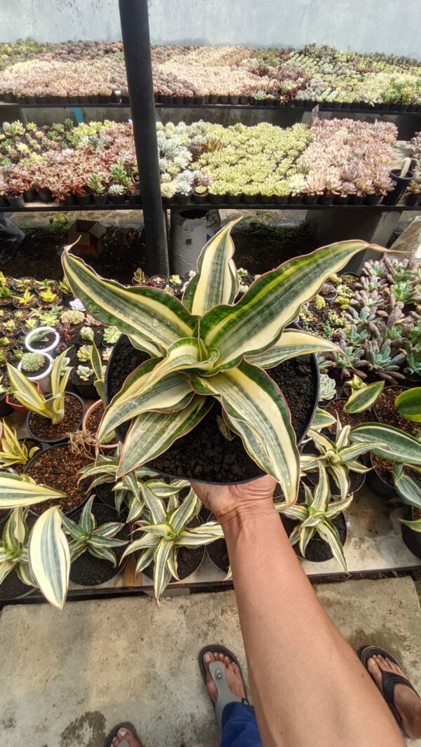 1258. Sansevieria Silver Rose Variegated Size 26 Cm - Image 2