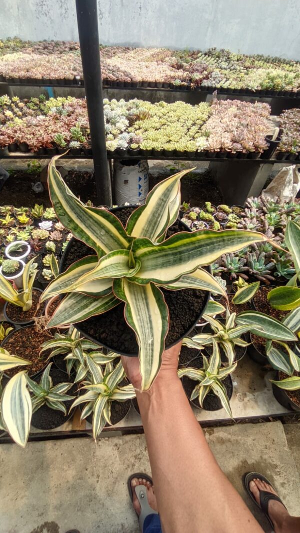 1258. Sansevieria Silver Rose Variegated Size 26 Cm - Image 3