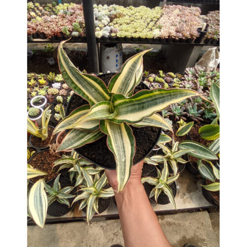 1258. Sansevieria Silver Rose Variegated Size 26 Cm