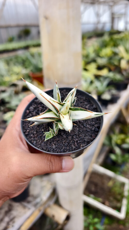 Sansevieria Silver Clone White Mutation, real gallery image #2 plants. Picture taken directly from kaktus.id community Sansevieria farmer green houses.