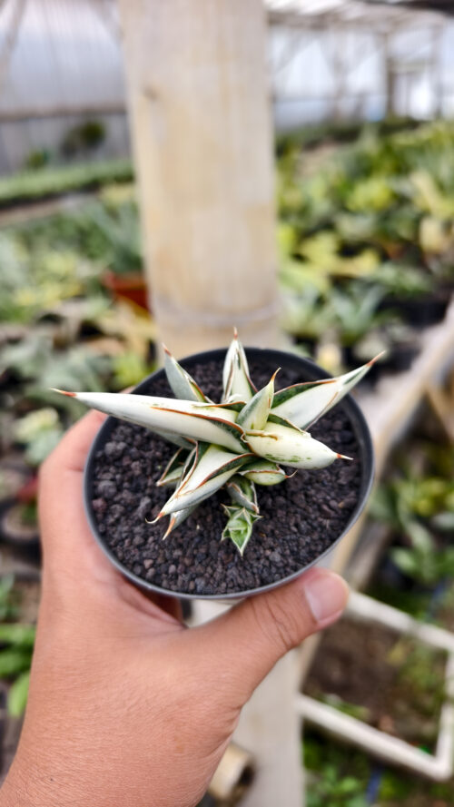 Sansevieria Silver Clone White Mutation, real gallery image #1 plants. Picture taken directly from kaktus.id community Sansevieria farmer green houses.