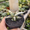 Sansevieria Silver Clone White Mutation, real feature image plant. Picture taken directly from kaktus.id community Sansevieria farmer green houses.