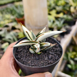 Sansevieria Silver Clone White Mutation For Sale - Real