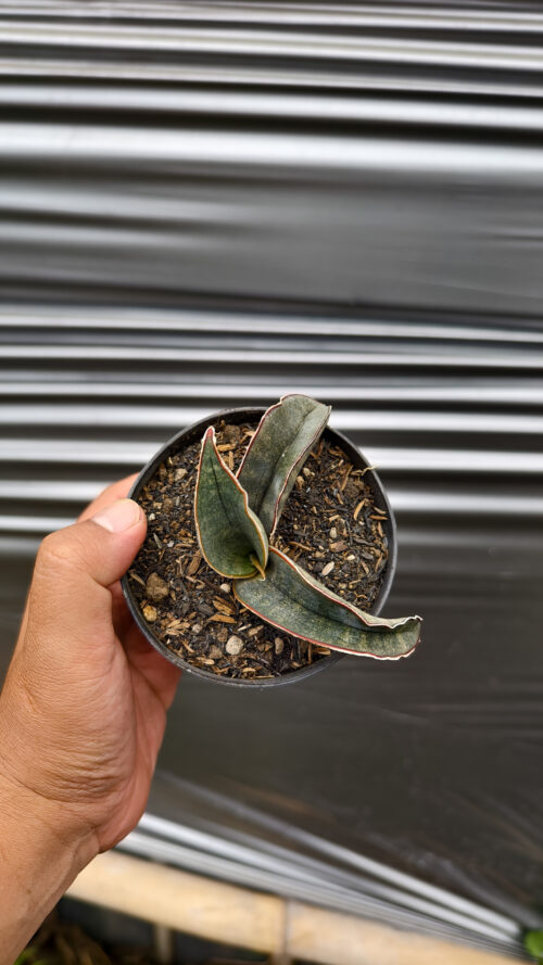 Sansevieria Kahuku Bat, real gallery image #7 plants. Picture taken directly from kaktus.id community Sansevieria farmer green houses.