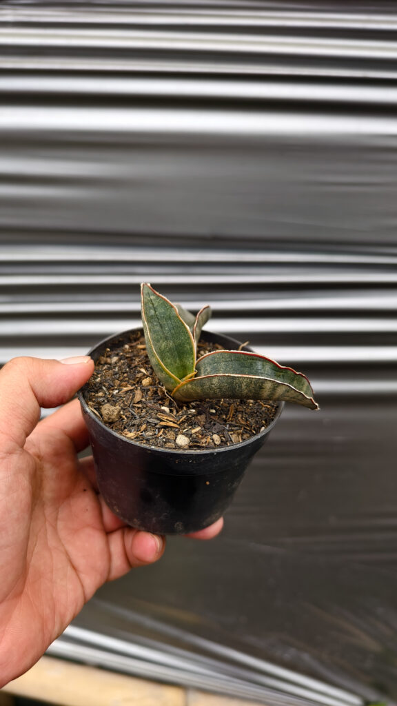 kaktus.id