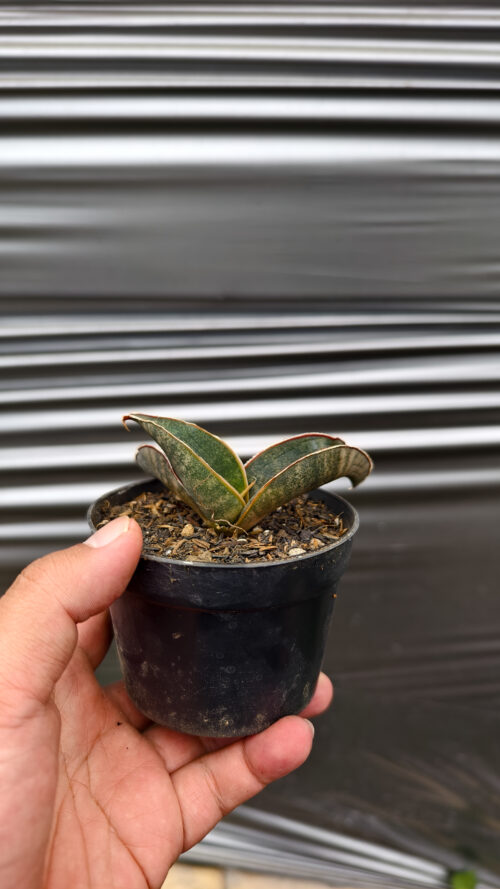 Sansevieria Kahuku Bat, real gallery image #9 plants. Picture taken directly from kaktus.id community Sansevieria farmer green houses.