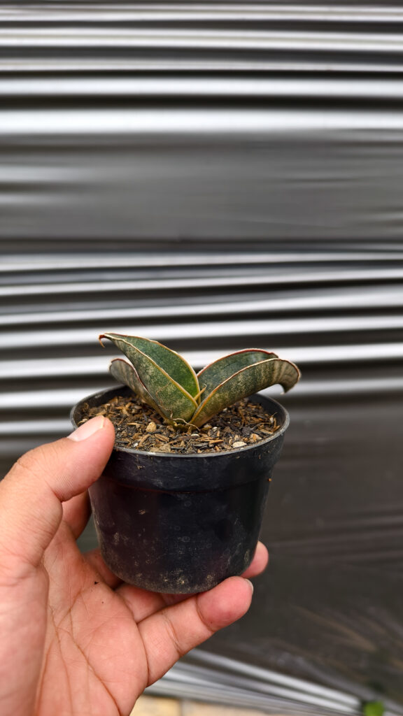 kaktus.id