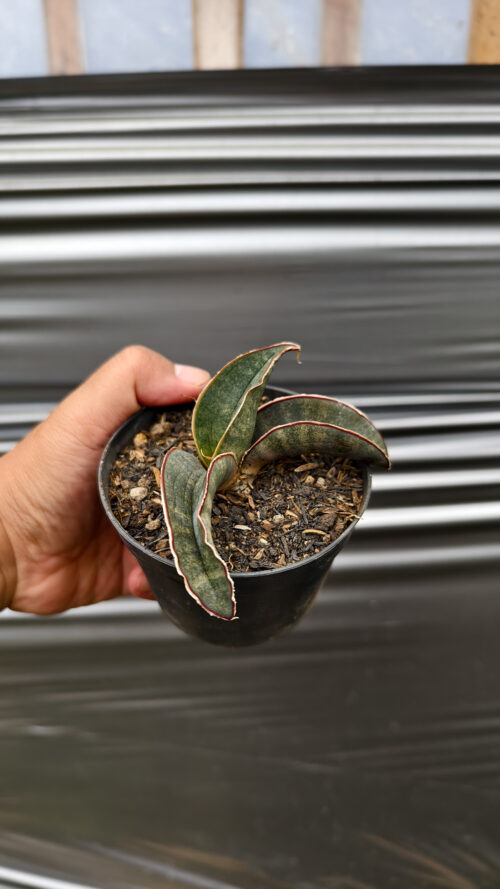 Sansevieria Kahuku Bat, real gallery image #1 plants. Picture taken directly from kaktus.id community Sansevieria farmer green houses.