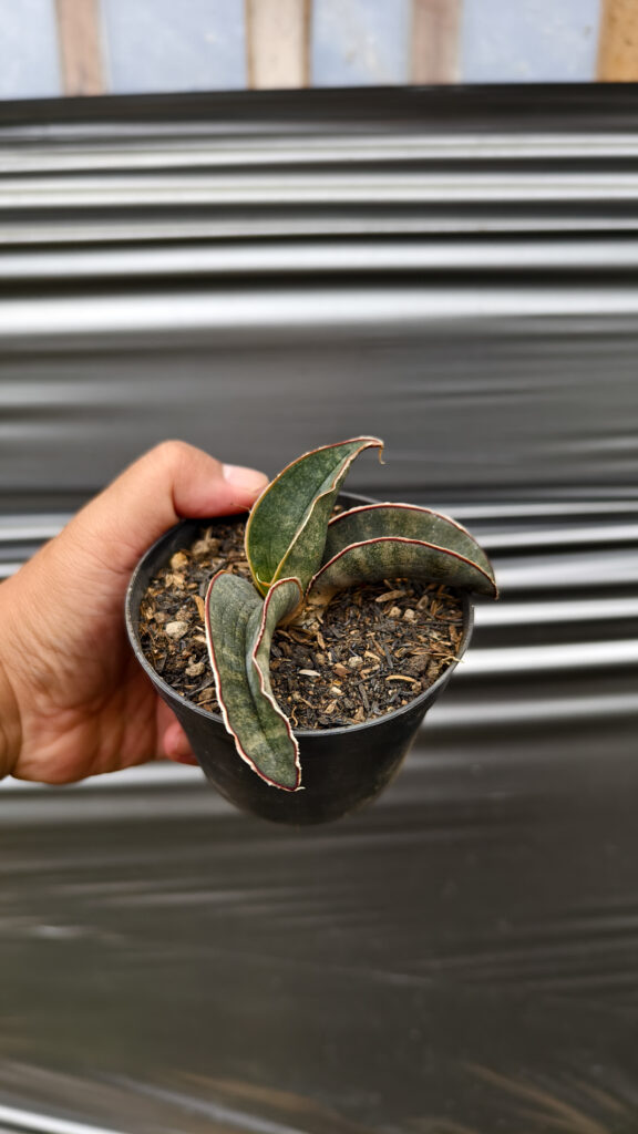 kaktus.id
