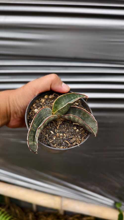 Sansevieria Kahuku Bat, real gallery image #6 plants. Picture taken directly from kaktus.id community Sansevieria farmer green houses.