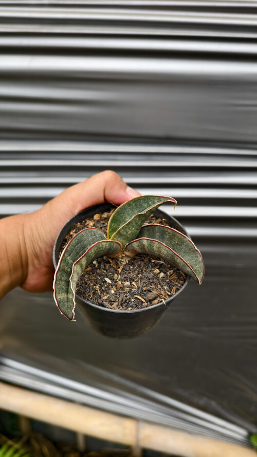 Sansevieria Kahuku Bat, real gallery image #8 plants. Picture taken directly from kaktus.id community Sansevieria farmer green houses.