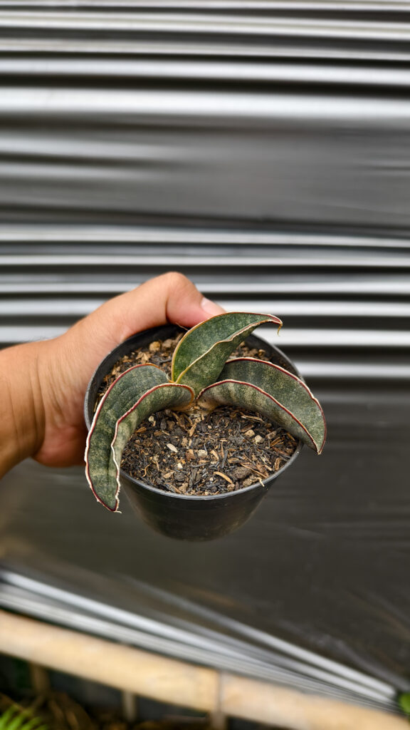 kaktus.id