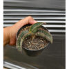 Sansevieria Kahuku Bat, real feature image plant. Picture taken directly from kaktus.id community Sansevieria farmer green houses.