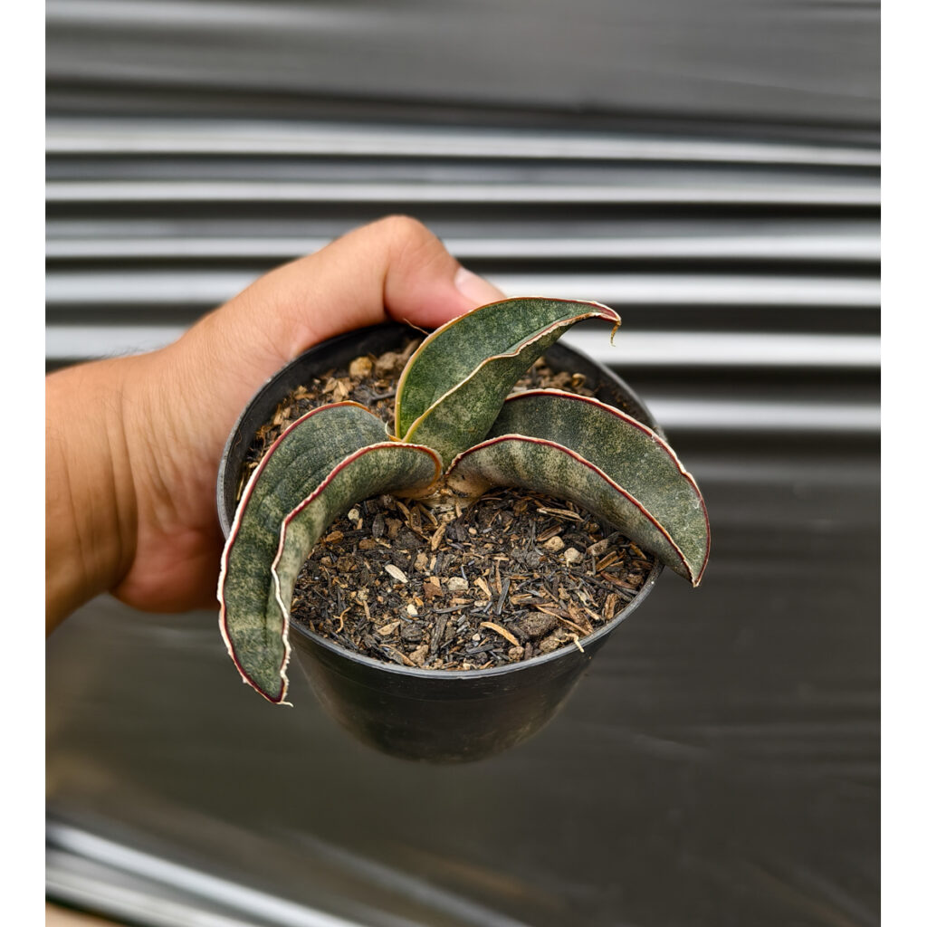 kaktus.id