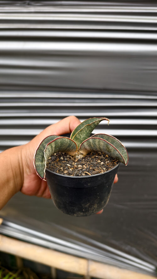 Sansevieria Kahuku Bat, real gallery image #5 plants. Picture taken directly from kaktus.id community Sansevieria farmer green houses.