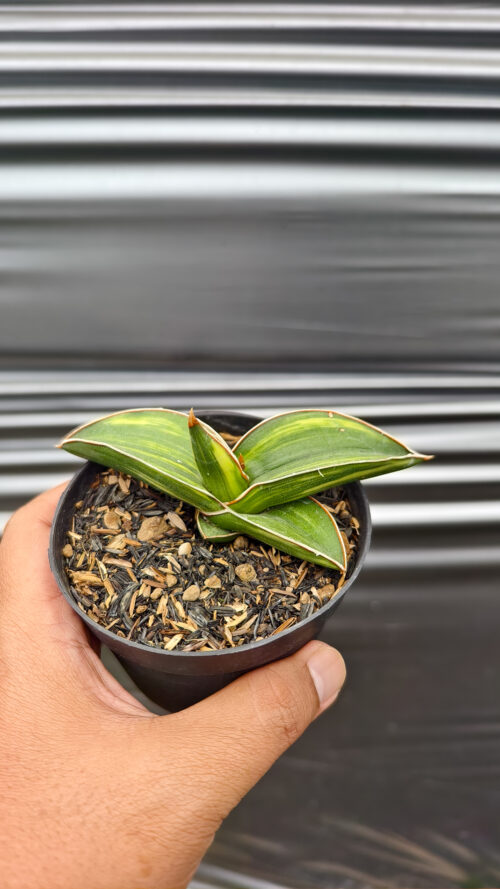 Sansevieria Samurai Dwarf Variegated, real gallery image #7 plants. Picture taken directly from kaktus.id community Sansevieria farmer green houses.