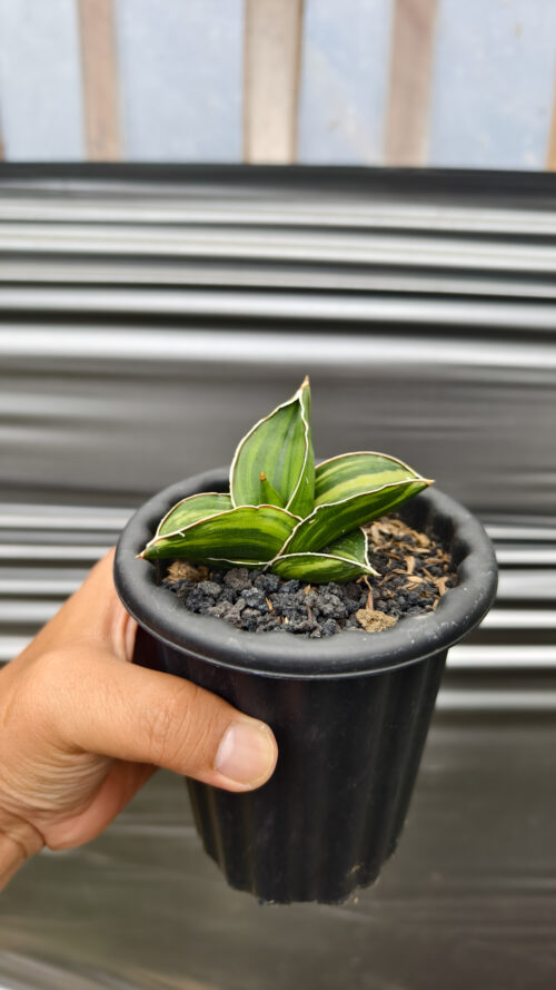 Sansevieria Samurai Dwarf Variegated, real gallery image #8 plants. Picture taken directly from kaktus.id community Sansevieria farmer green houses.