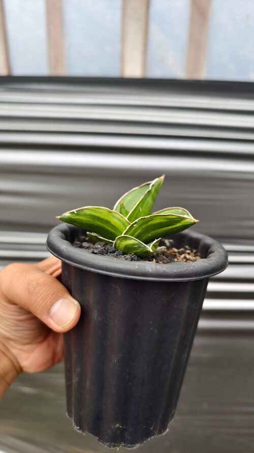 Sansevieria Samurai Dwarf Variegated, real gallery image #9 plants. Picture taken directly from kaktus.id community Sansevieria farmer green houses.