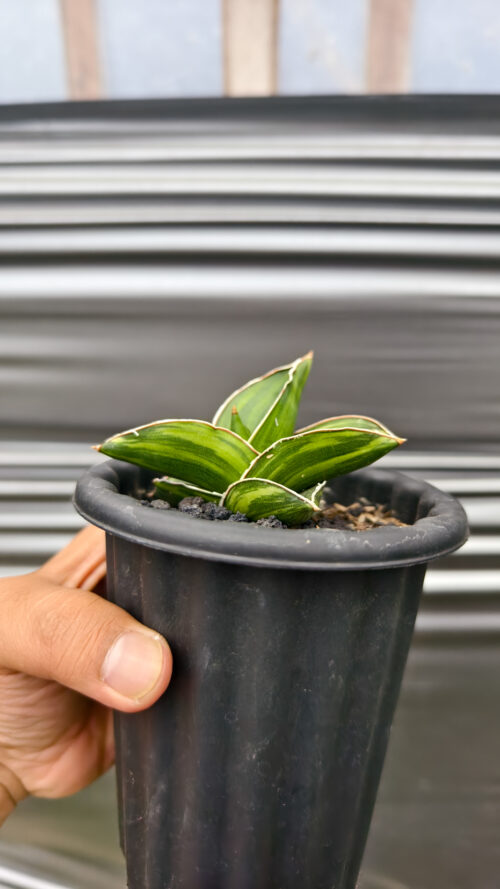Sansevieria Samurai Dwarf Variegated, real gallery image #10 plants. Picture taken directly from kaktus.id community Sansevieria farmer green houses.