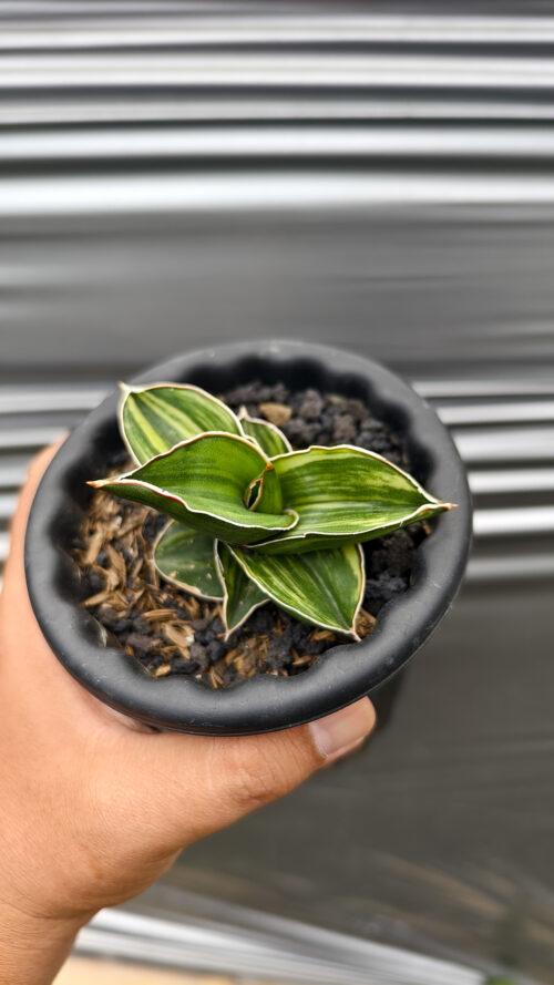 Sansevieria Samurai Dwarf Variegated, real gallery image #5 plants. Picture taken directly from kaktus.id community Sansevieria farmer green houses.