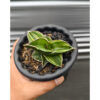 Sansevieria Samurai Dwarf Variegated, real feature image plant. Picture taken directly from kaktus.id community Sansevieria farmer green houses.